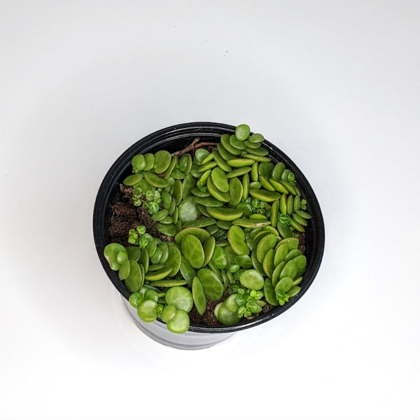 Peperomia prostrata String of Turtles, 3 Inch Houseplant