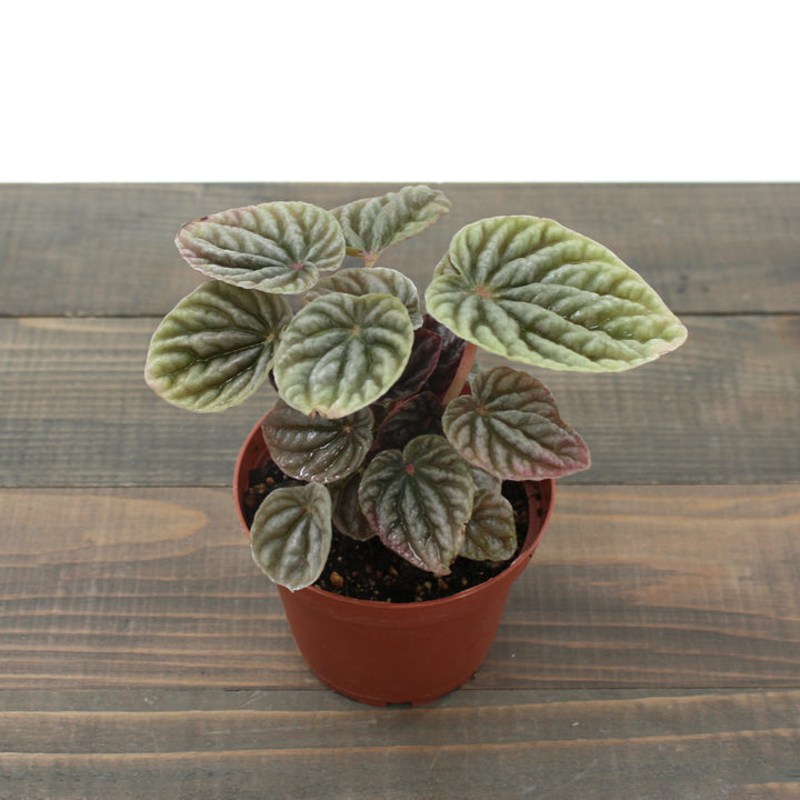 Peperomia caperata 'Napoli Nights' Peperomia, 4 Inch Houseplant