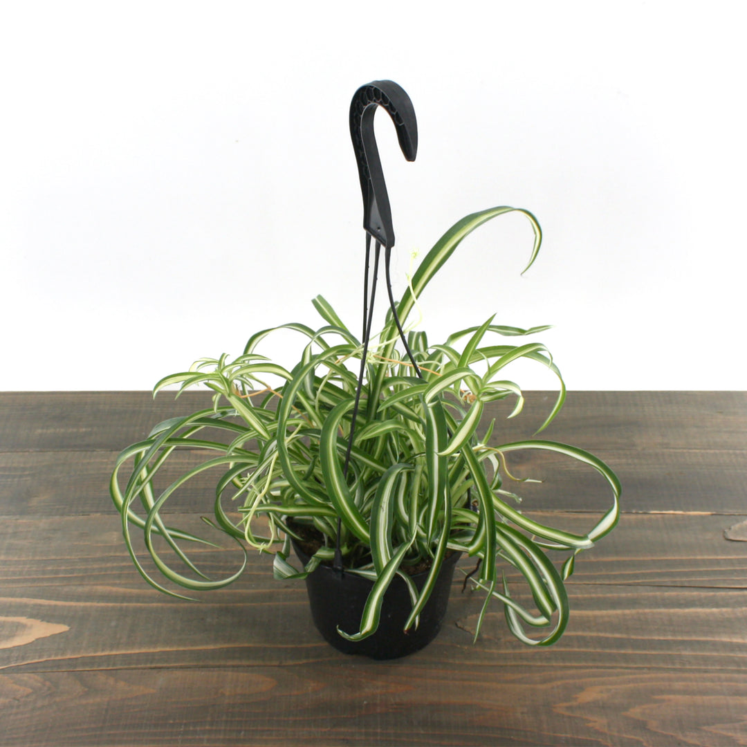 Chlorophytum comosum 'Bonnie' Spider Plant, 4 Inch Houseplant