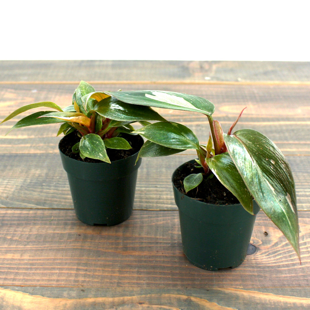 Philodendron erubescens 'Pink Princess' Philodendron, 4 Inch Houseplants