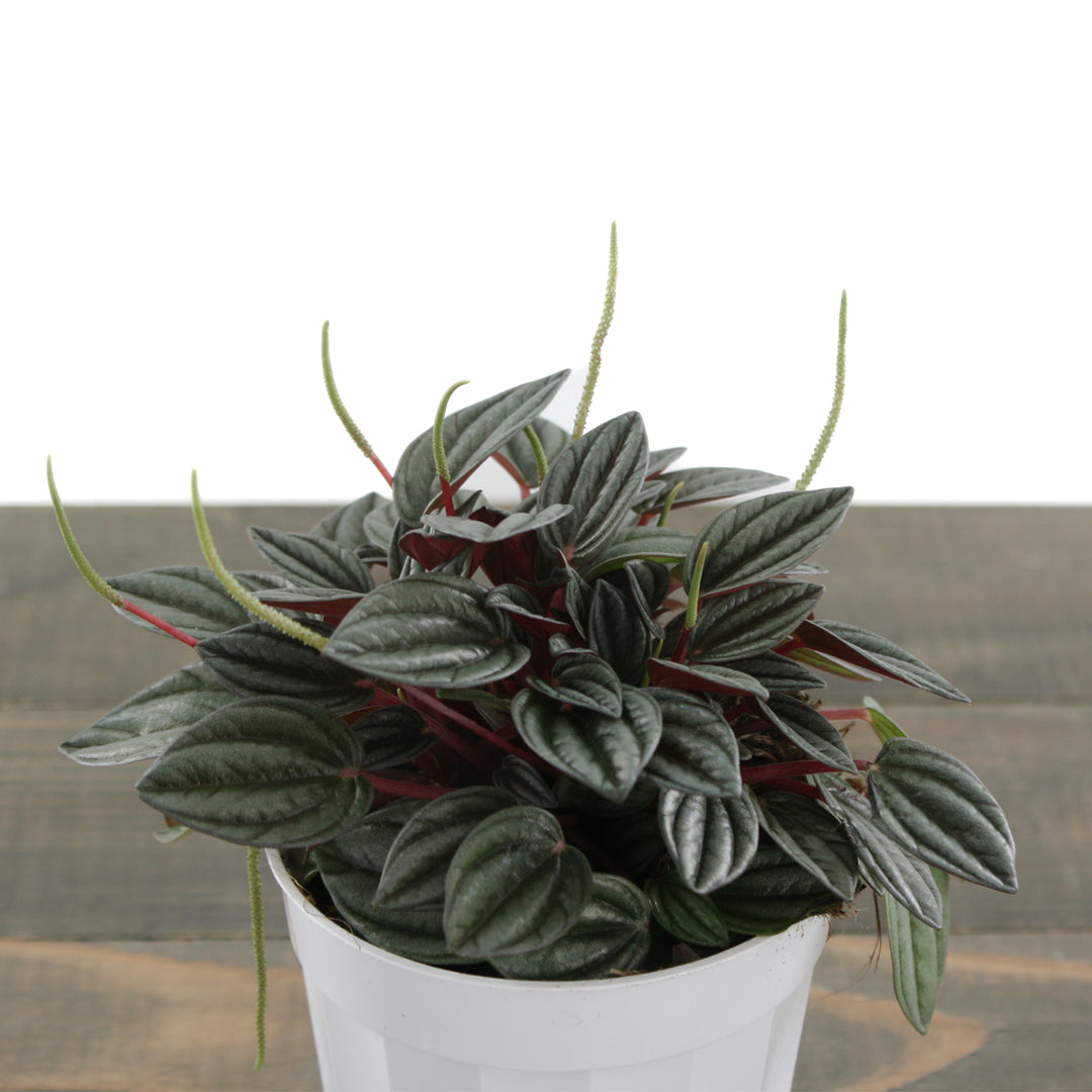 Peperomia marmorata x peruviana 'San Marino' Peperomia, 4 Inch Houseplant