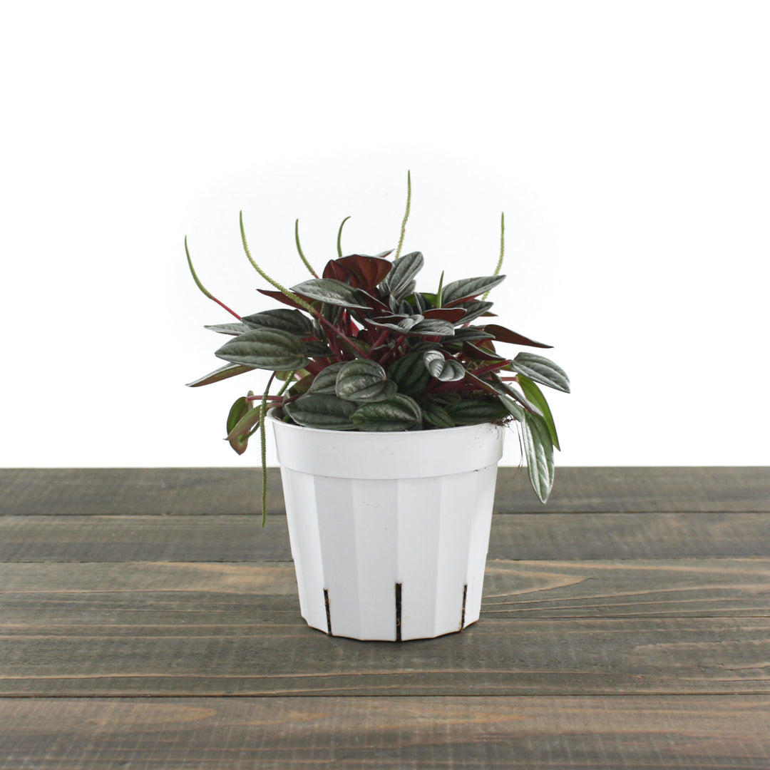 Peperomia marmorata x peruviana 'San Marino' Peperomia, 4 Inch Houseplant