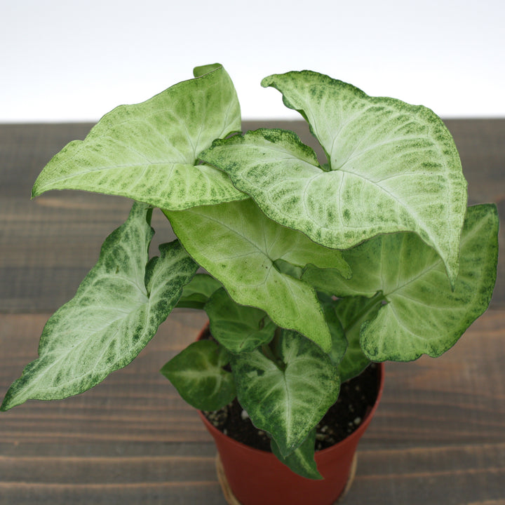 Syngonium podophyllum 'White Butterfly' Arrowhead Plant, 4 Inch Houseplant