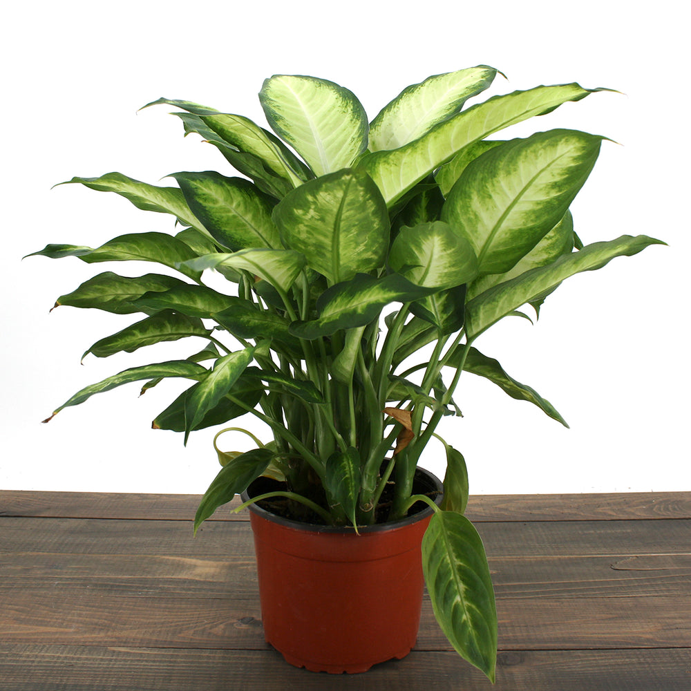Dieffenbachia seguine 'Camille' Dieffenbachia, 6 Inch Houseplant