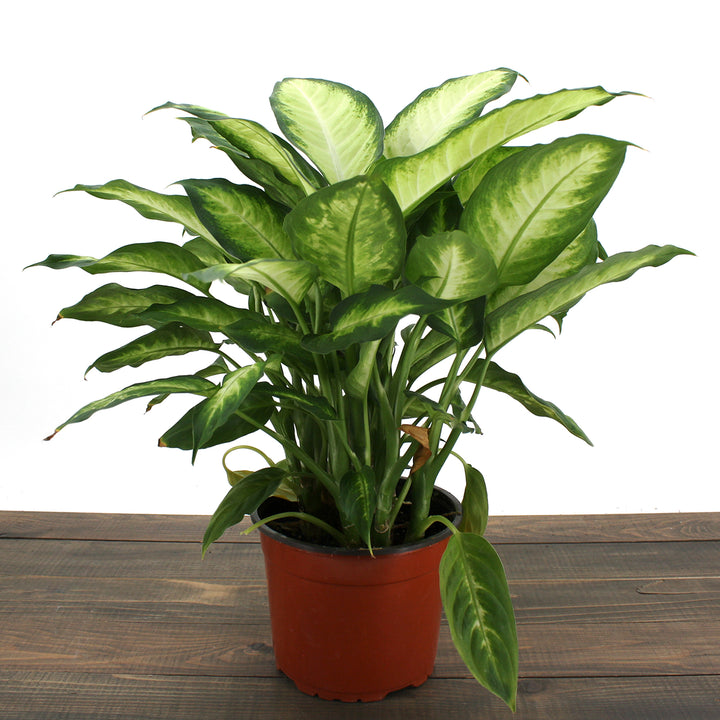 Dieffenbachia seguine 'Camille' Dieffenbachia, 6 Inch Houseplant
