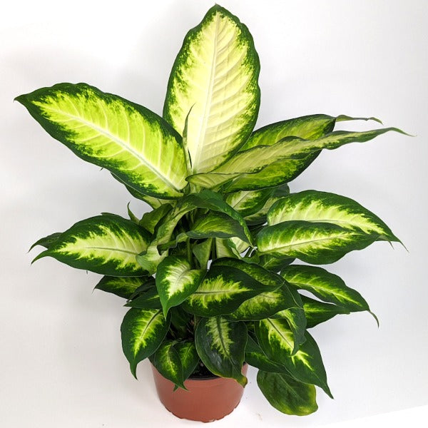 Dieffenbachia seguine 'Camille' Dieffenbachia, 6 Inch Houseplant