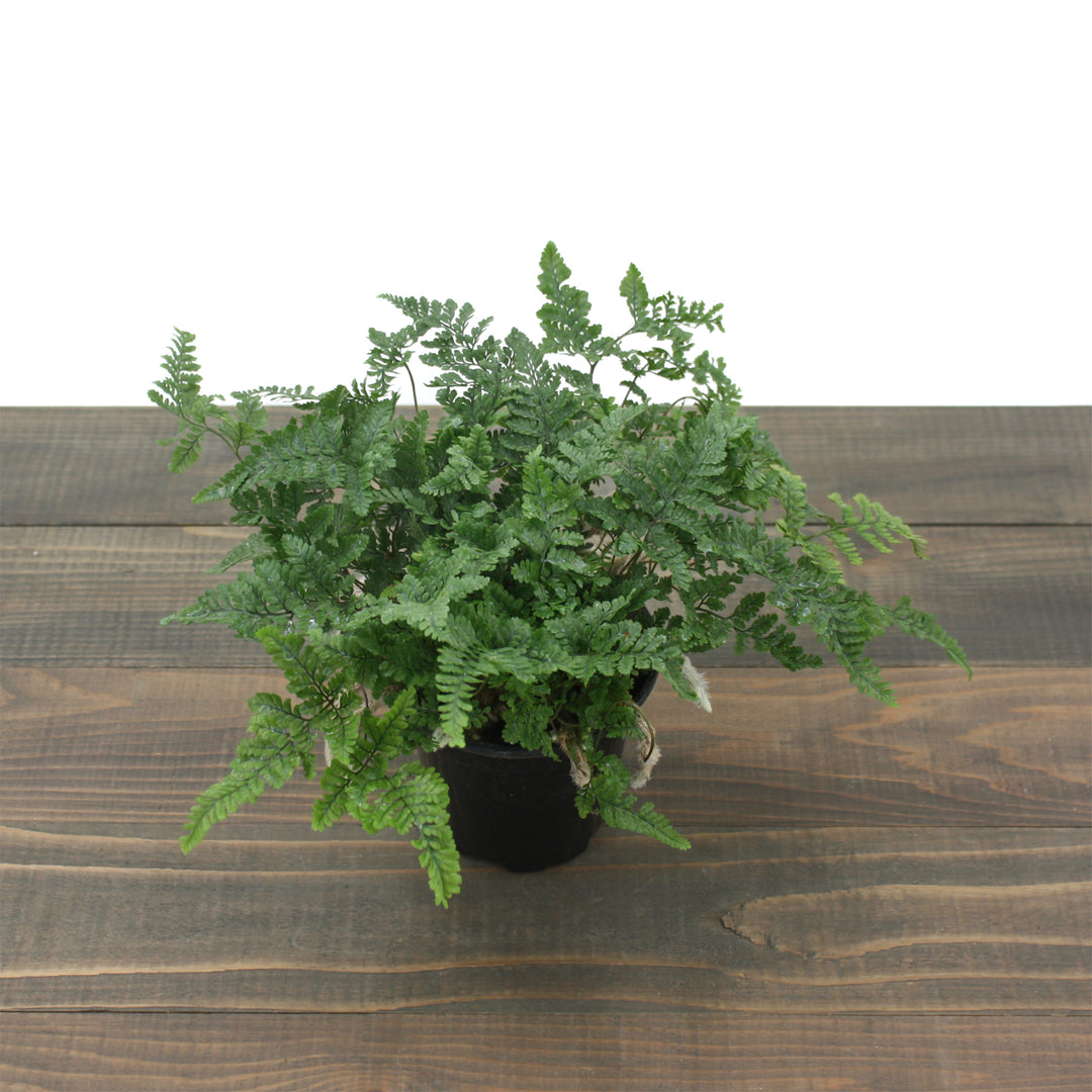 Davallia fejeensis Rabbit's Foot Fern, 4 Inch Houseplant