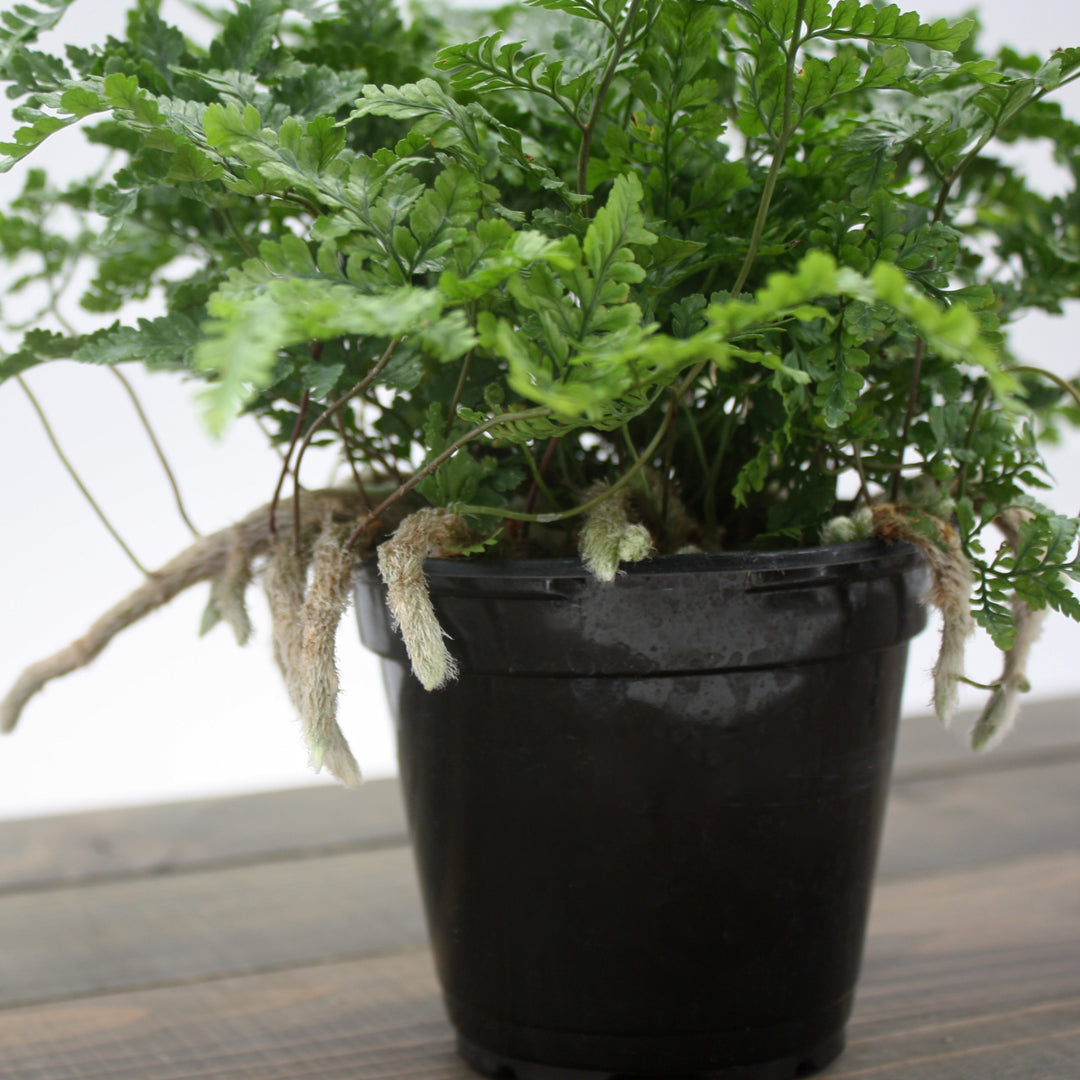 Davallia fejeensis Rabbit's Foot Fern, 4 Inch Houseplant
