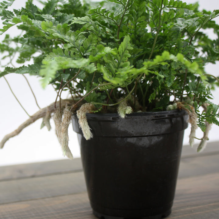 Davallia fejeensis Rabbit's Foot Fern, 4 Inch Houseplant