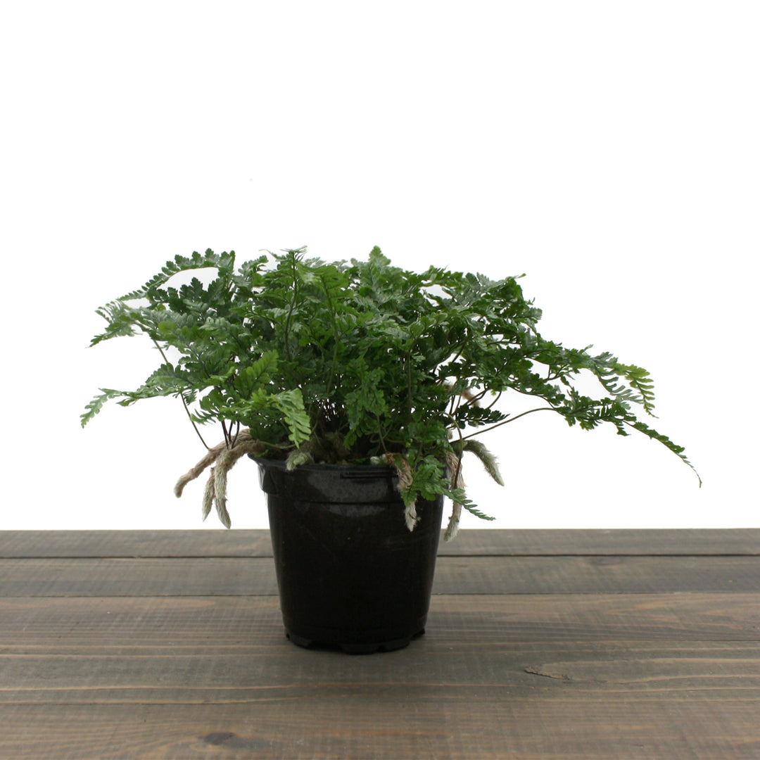 Davallia fejeensis Rabbit's Foot Fern, 4 Inch Houseplant