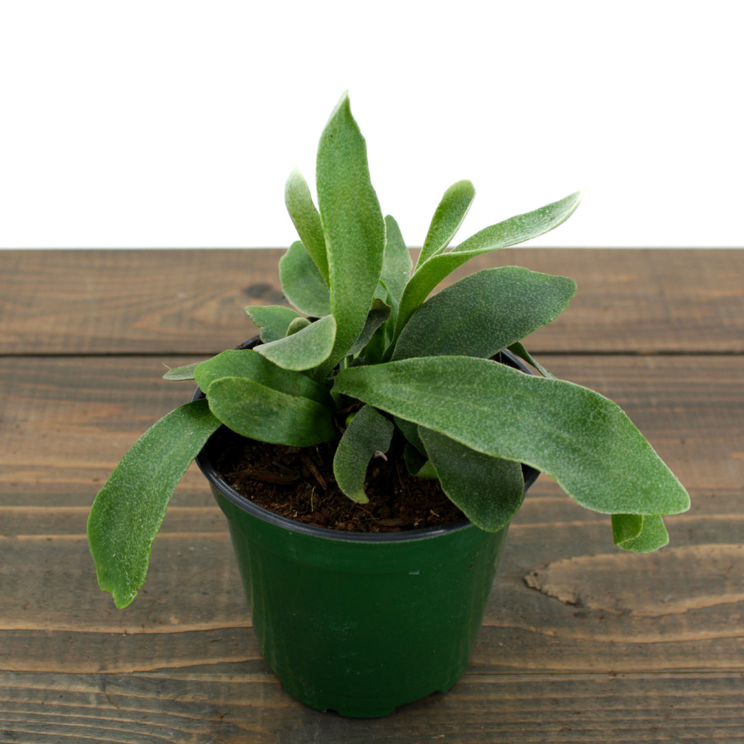 Platycerium bifrucatum Staghorn Fern, 4 Inch Houseplant