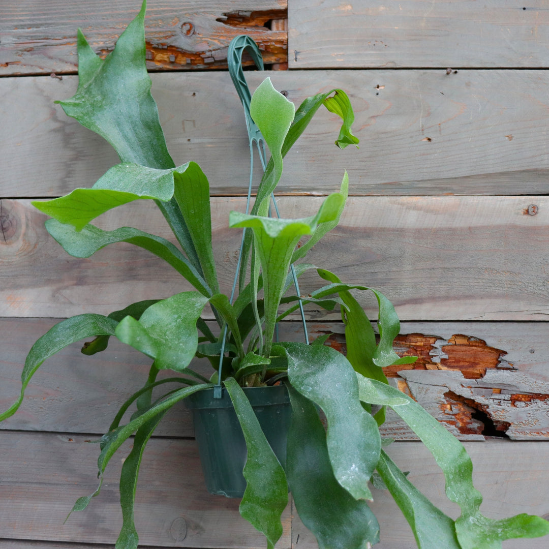Platycerium bifrucatum Staghorn Fern, 6 Inch Houseplant