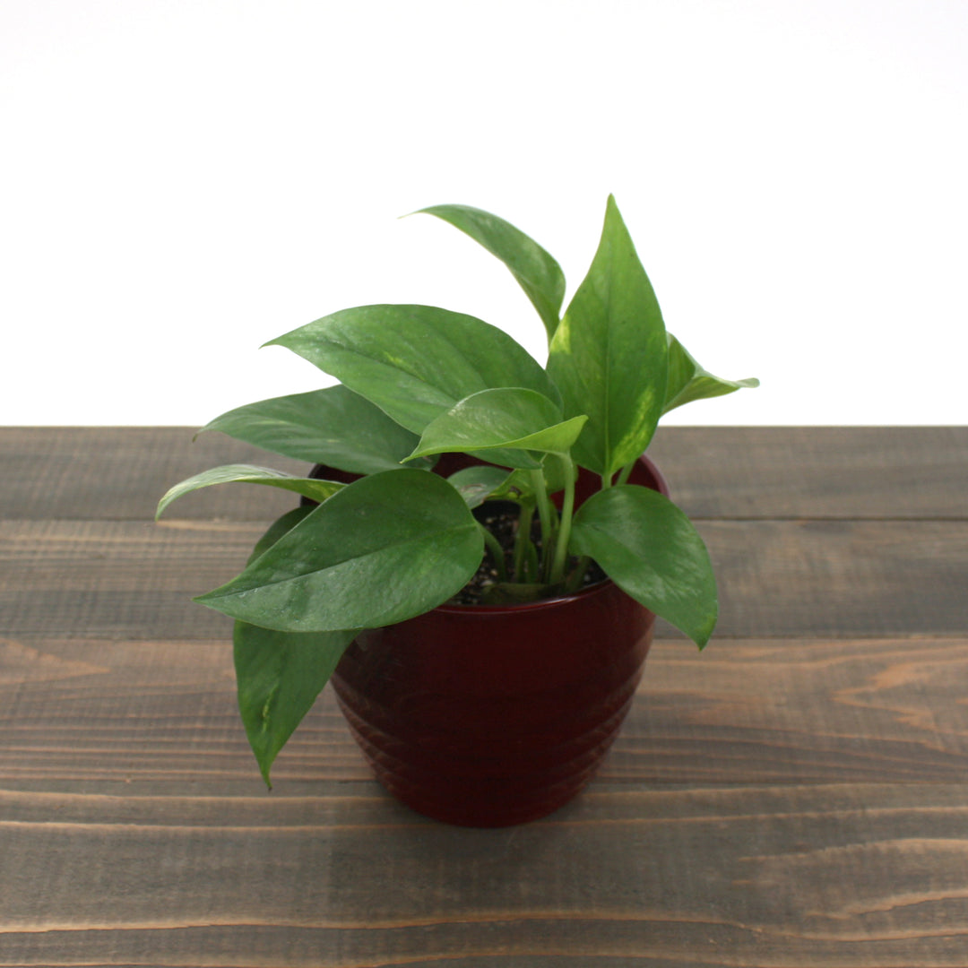 Epipremnum aureum 'Golden' Pothos, 4 Inch Houseplant