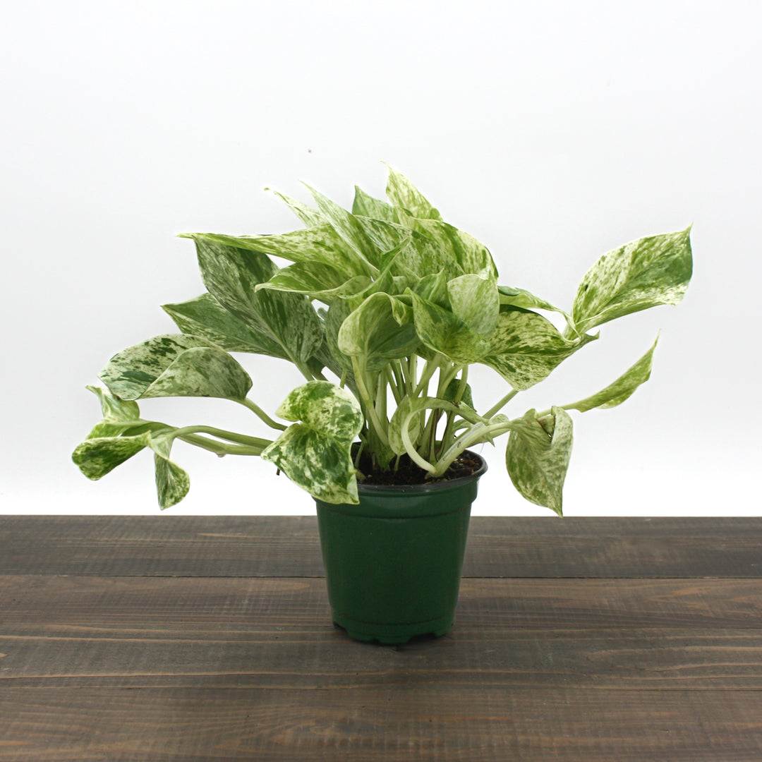 Epipremnum aureum 'Marble Queen' Pothos, 4 Inch Houseplant