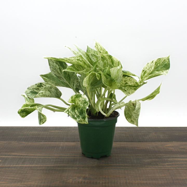 Epipremnum aureum 'Marble Queen' Pothos, 4 Inch Houseplant