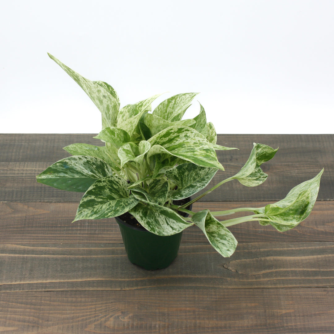 Epipremnum aureum 'Marble Queen' Pothos, 4 Inch Houseplant