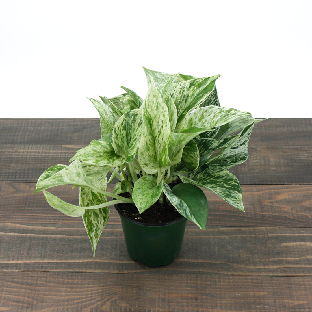 Epipremnum aureum 'Marble Queen' Pothos, 4 Inch Houseplant