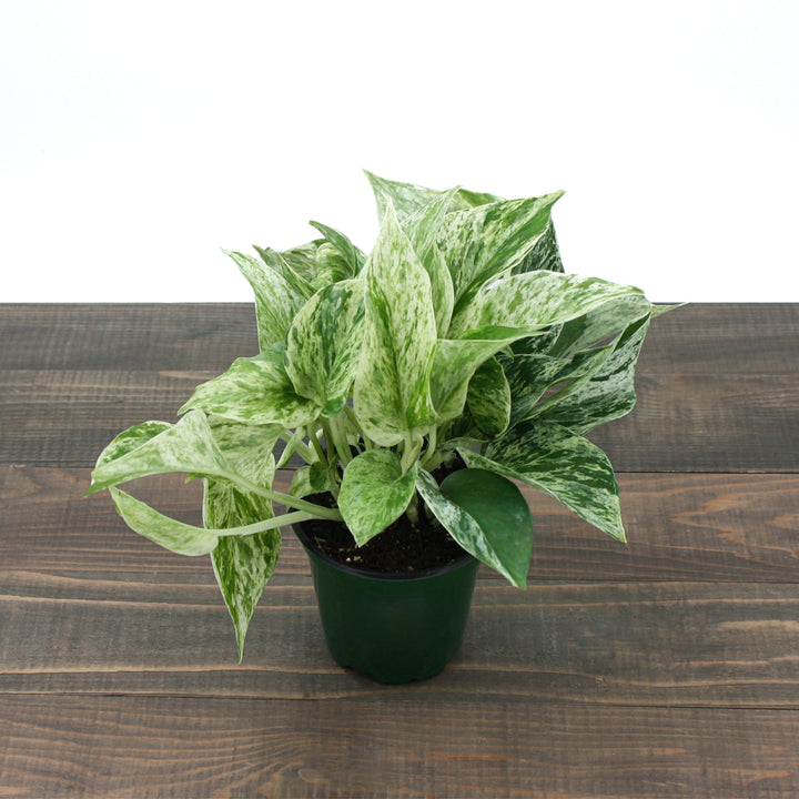 Epipremnum aureum 'Marble Queen' Pothos, 4 Inch Houseplant