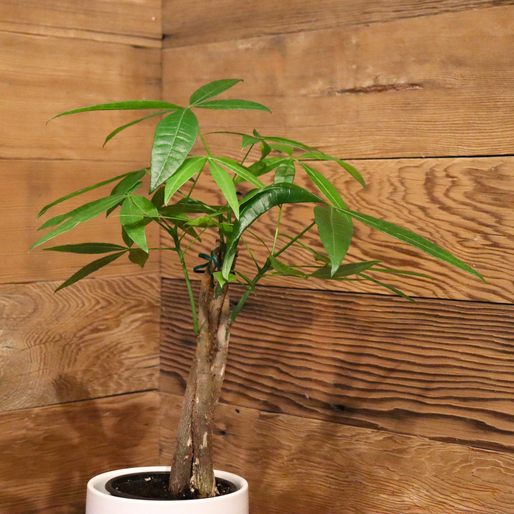 Pachira aquatica Money Tree, 4 Inch Houseplant