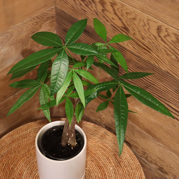 Pachira aquatica Money Tree, 4 Inch Houseplant