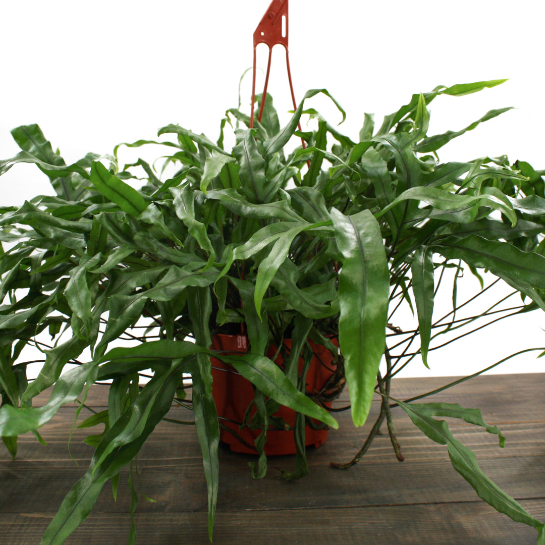 Microsorum pustulatum Kangaroo Fern, 6 Inch Houseplant