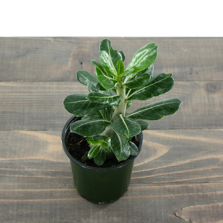 Adenium obesum Desert Rose, 4 Inch Houseplant