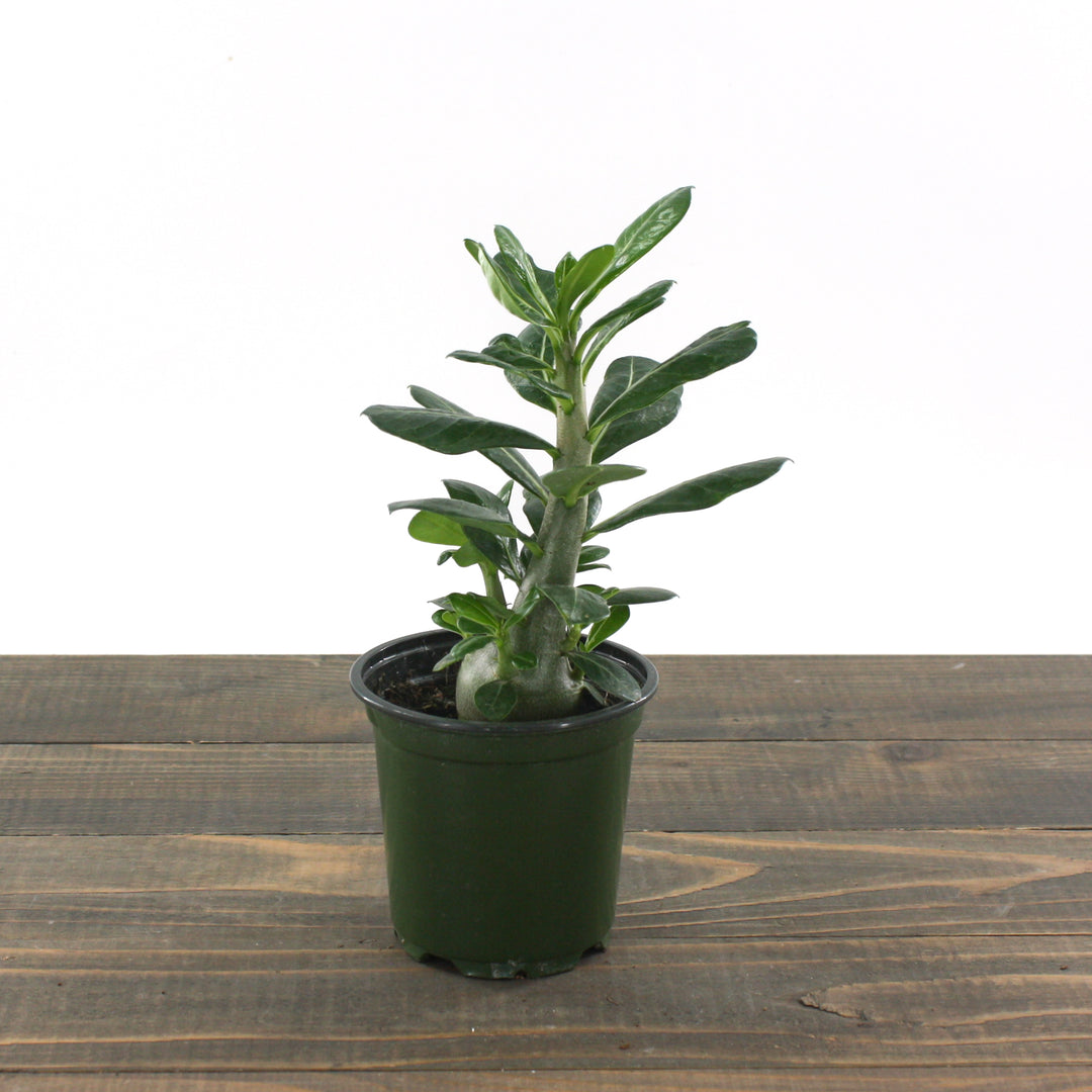 Adenium obesum Desert Rose, 4 Inch Houseplant