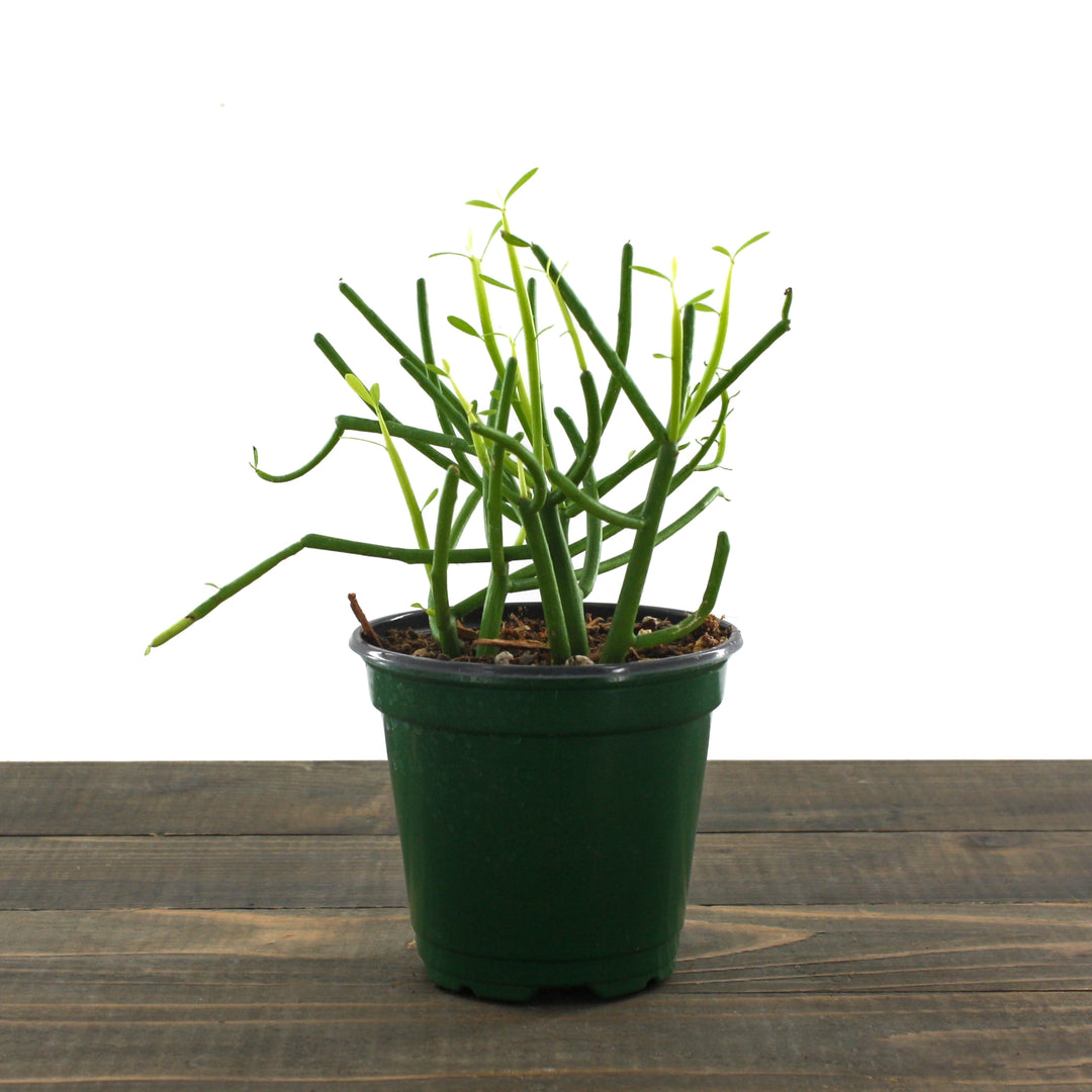 Euphorbia tirucalli Fire Sticks, 4 Inch Houseplant