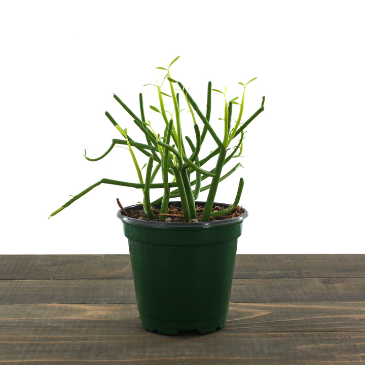 Euphorbia tirucalli Fire Sticks, 4 Inch Houseplant