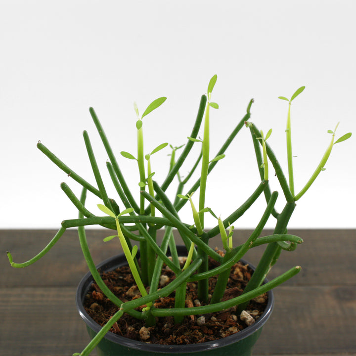 Euphorbia tirucalli Fire Sticks, 4 Inch Houseplant