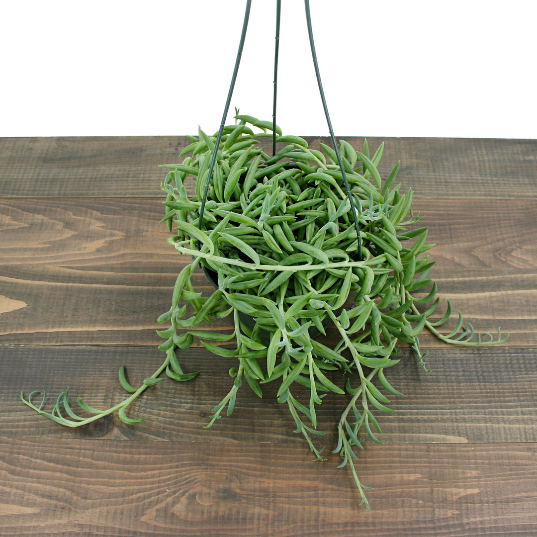 Senecio radicans glauca String of Fish Hooks, 4 Inch Houseplant