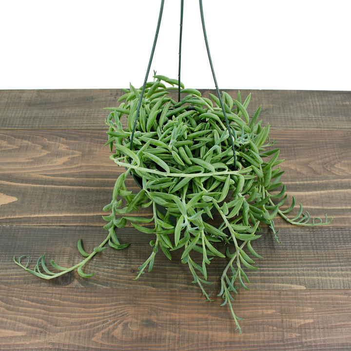 Senecio radicans glauca String of Fish Hooks, 4 Inch Houseplant