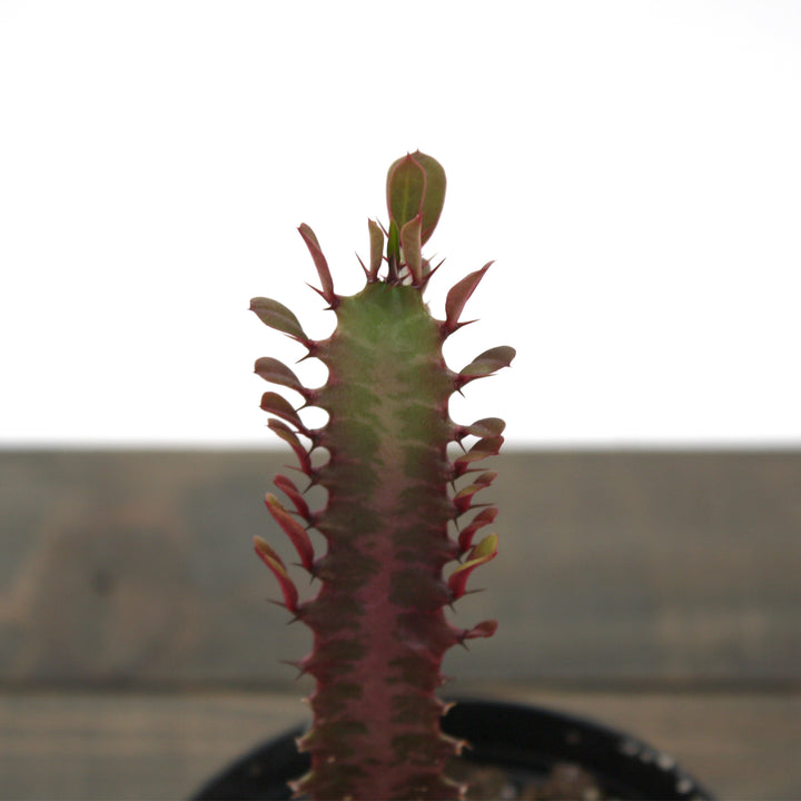 Abyssinian trigona 'Rubra' Red African Milk Tree, 4 Inch Houseplant