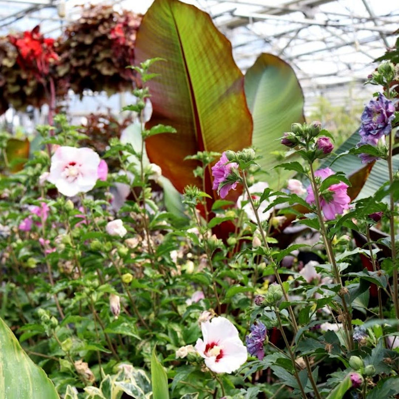All Tropical Trees & Shrubs