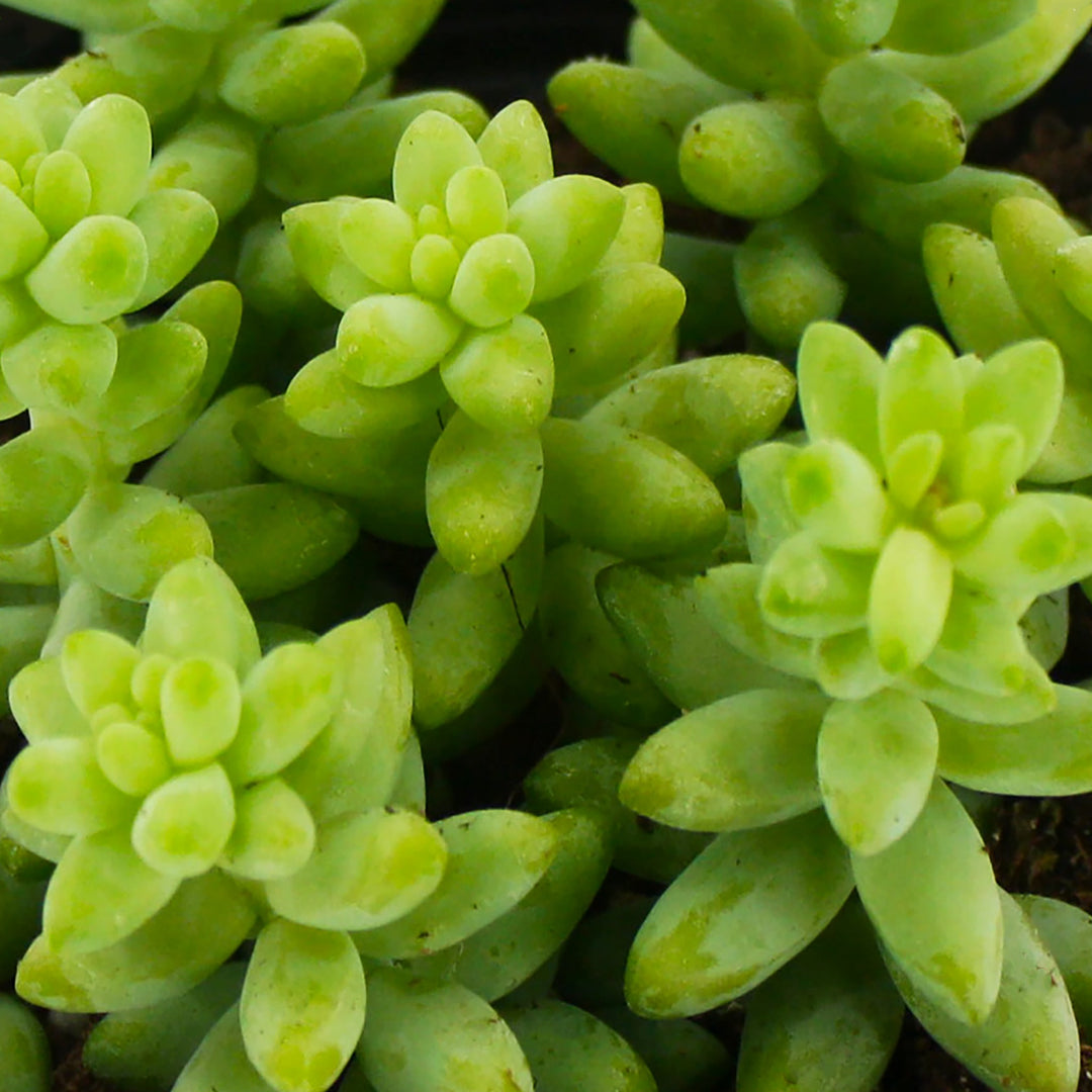 Sedum morganianum Donkey's Tail, 4 Inch Houseplants