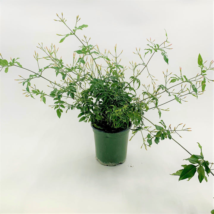 Jasminum Jasmine, 4 Inch Houseplants
