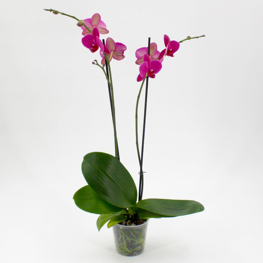 Phalaenopsis Phalaenopsis, 4 Inch Houseplants