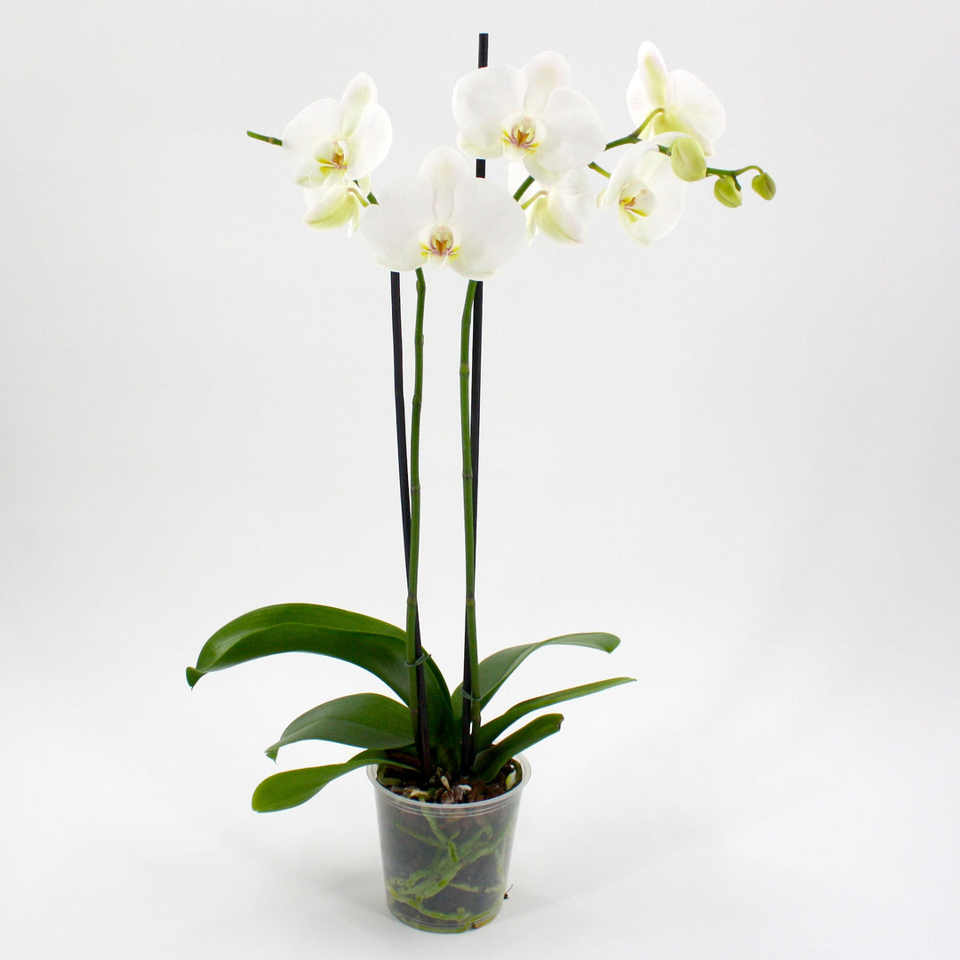 Phalaenopsis Phalaenopsis, 3 Inch Houseplants