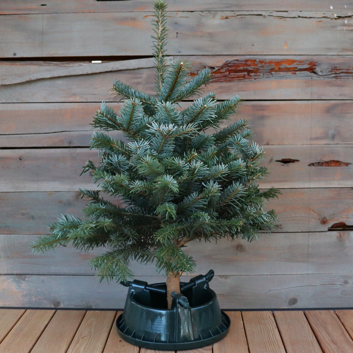 Tabletop Tree Stand 4' Tree