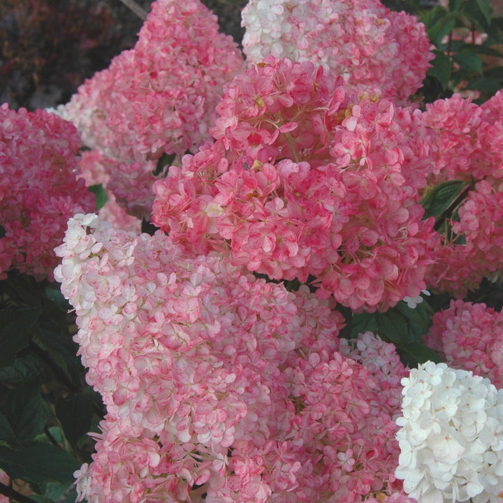 Hydrangea paniculata 'Renhy' PP20670 Panicle Hydrangea, 7 Gallon Shrubs