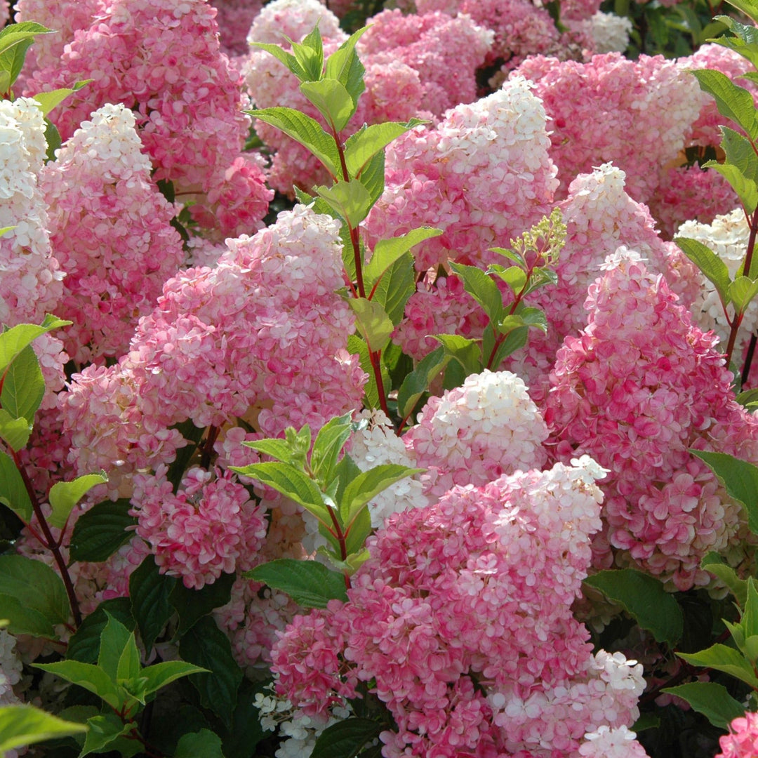 Hydrangea paniculata 'Renhy' PP20670 Panicle Hydrangea, 7 Gallon Shrubs