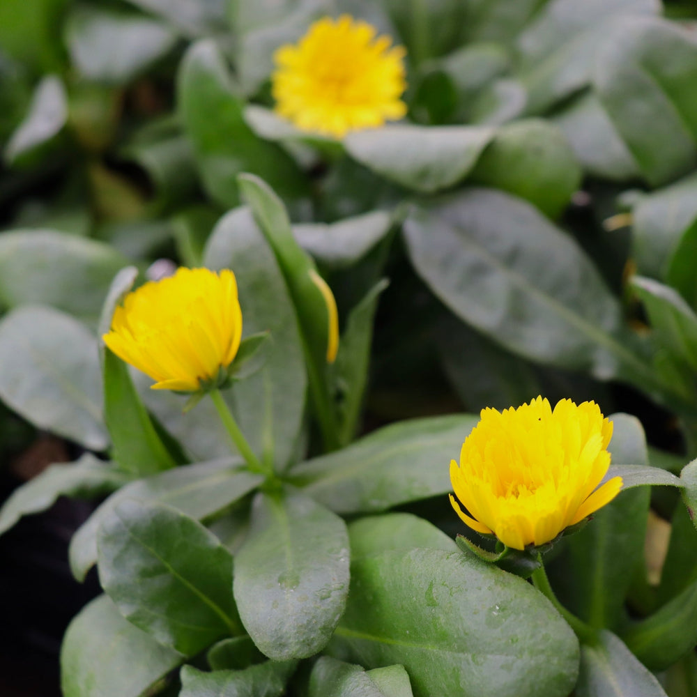 Calendula officinalis 'Yellow' Pot Marigold, 4 Inch Annuals