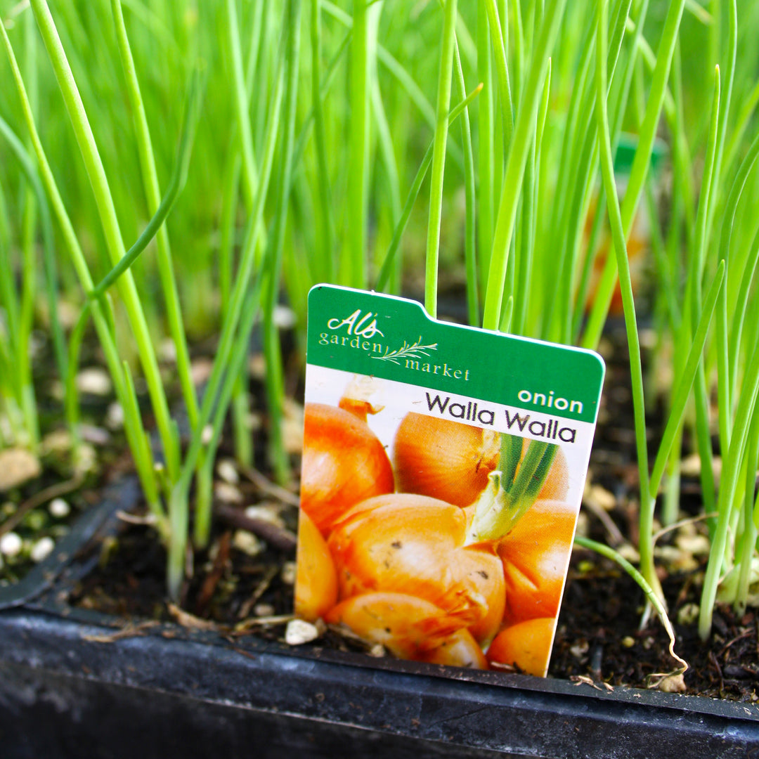 Al's Garden and Home 'Walla Walla' Onion Starts 6 pack vegetable edible