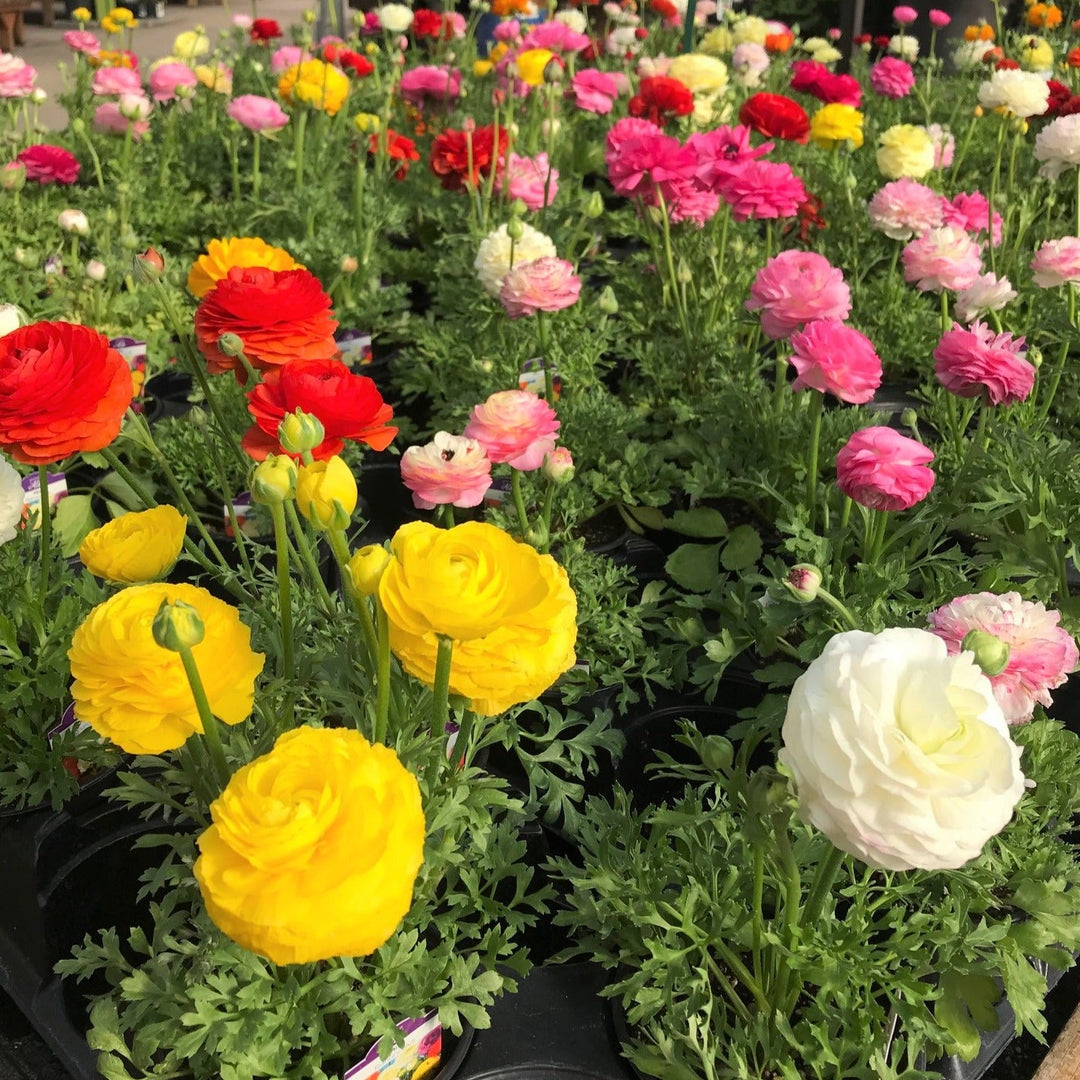 Ranunculus Ranunculus, 1 Quart Annuals