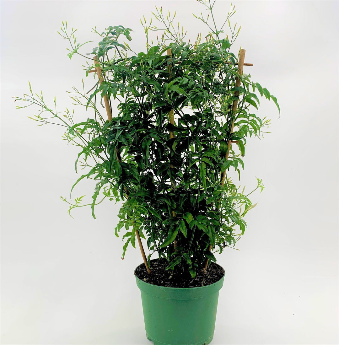 Jasminum Jasmine, 6 Inch Houseplants