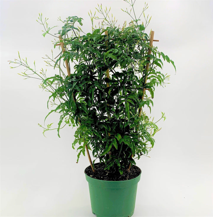 Jasminum Jasmine, 6 Inch Houseplants