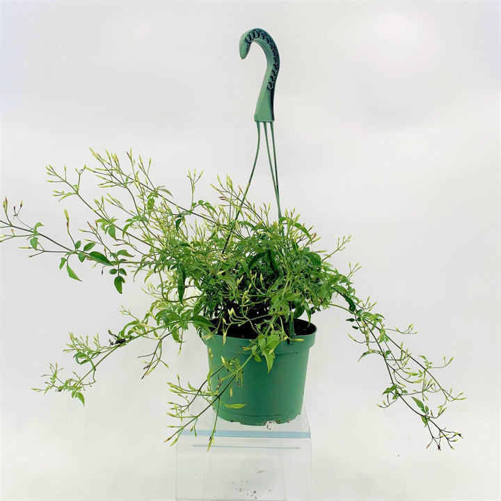 Jasminum Jasmine, 6 Inch Houseplants