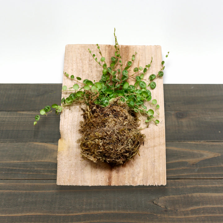 String of Turtles