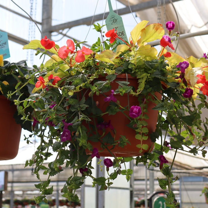 Al's Garden and Home 12 inch shade loving Hanging Basket
