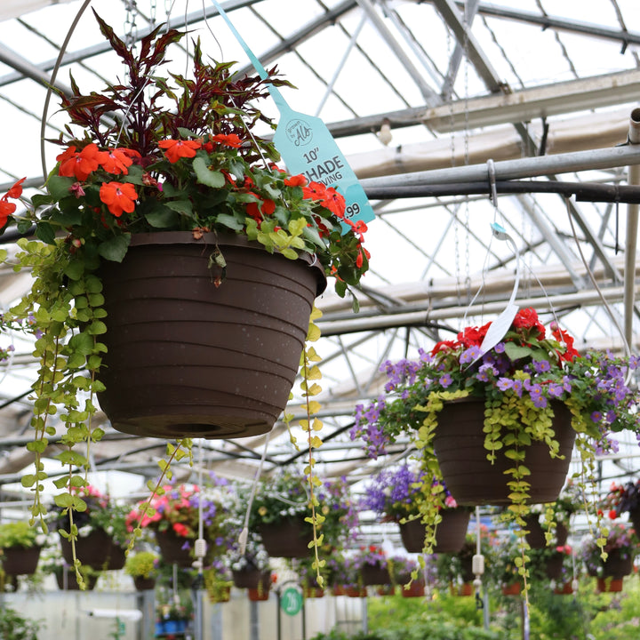 Hanging Basket